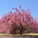 四季と歴史を巡る新宿御苑と二丁目の夜