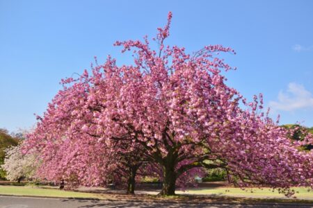 四季と歴史を巡る新宿御苑と二丁目の夜